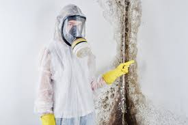 Best Environmental Consulting for Mold Prevention in Bellingham, WA